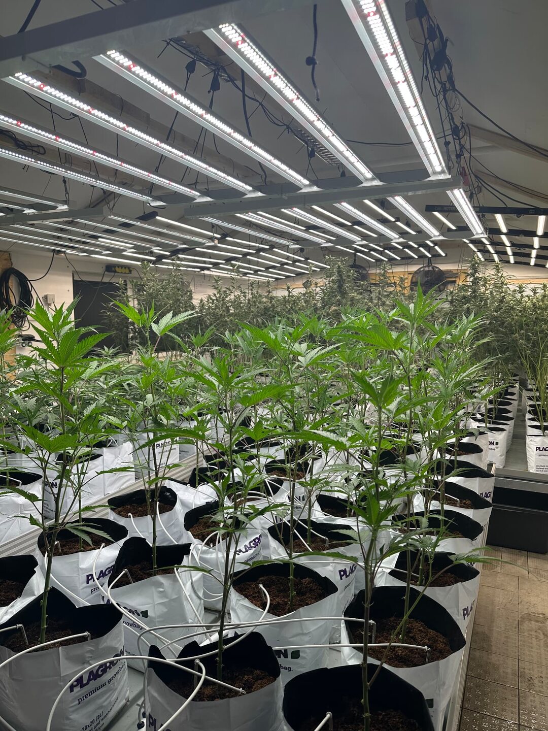 Reihen junger Cannabispflanzen unter LED-Lampen